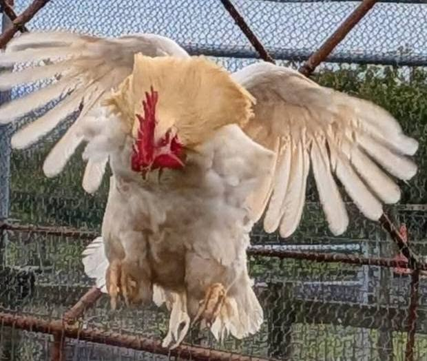 Our chickens