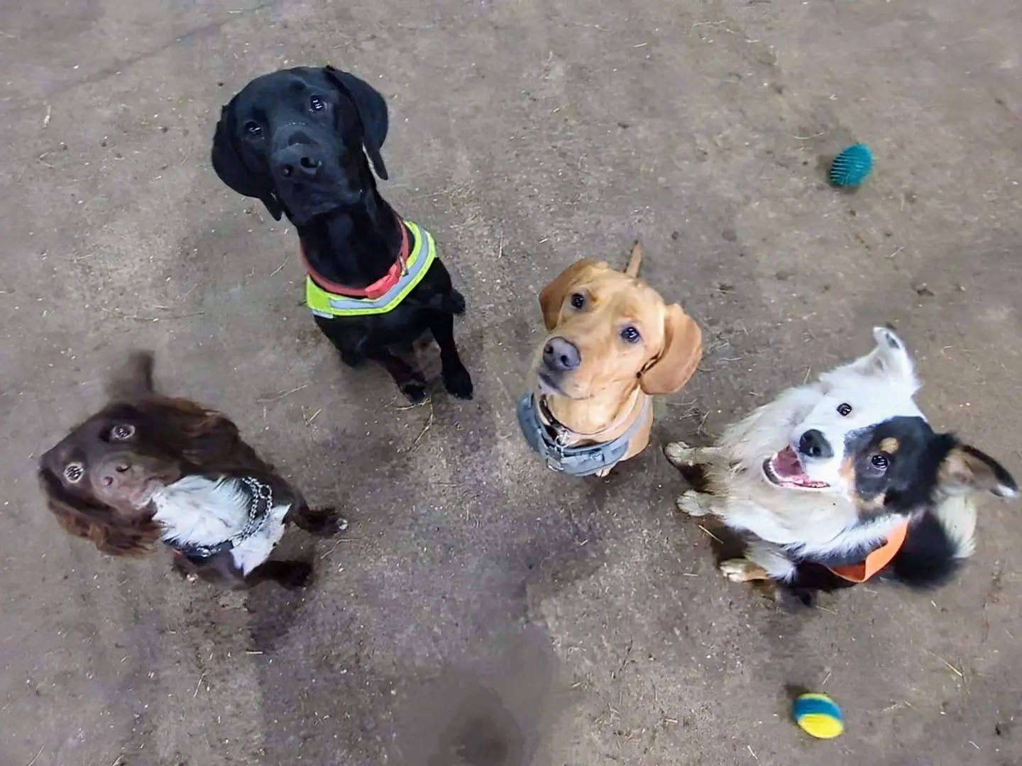 The dog squad
