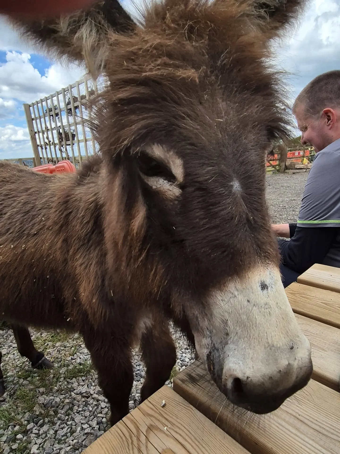 Our donkeys