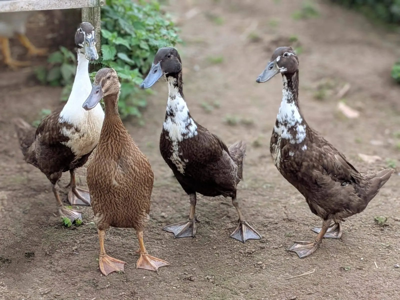 Our duck gang