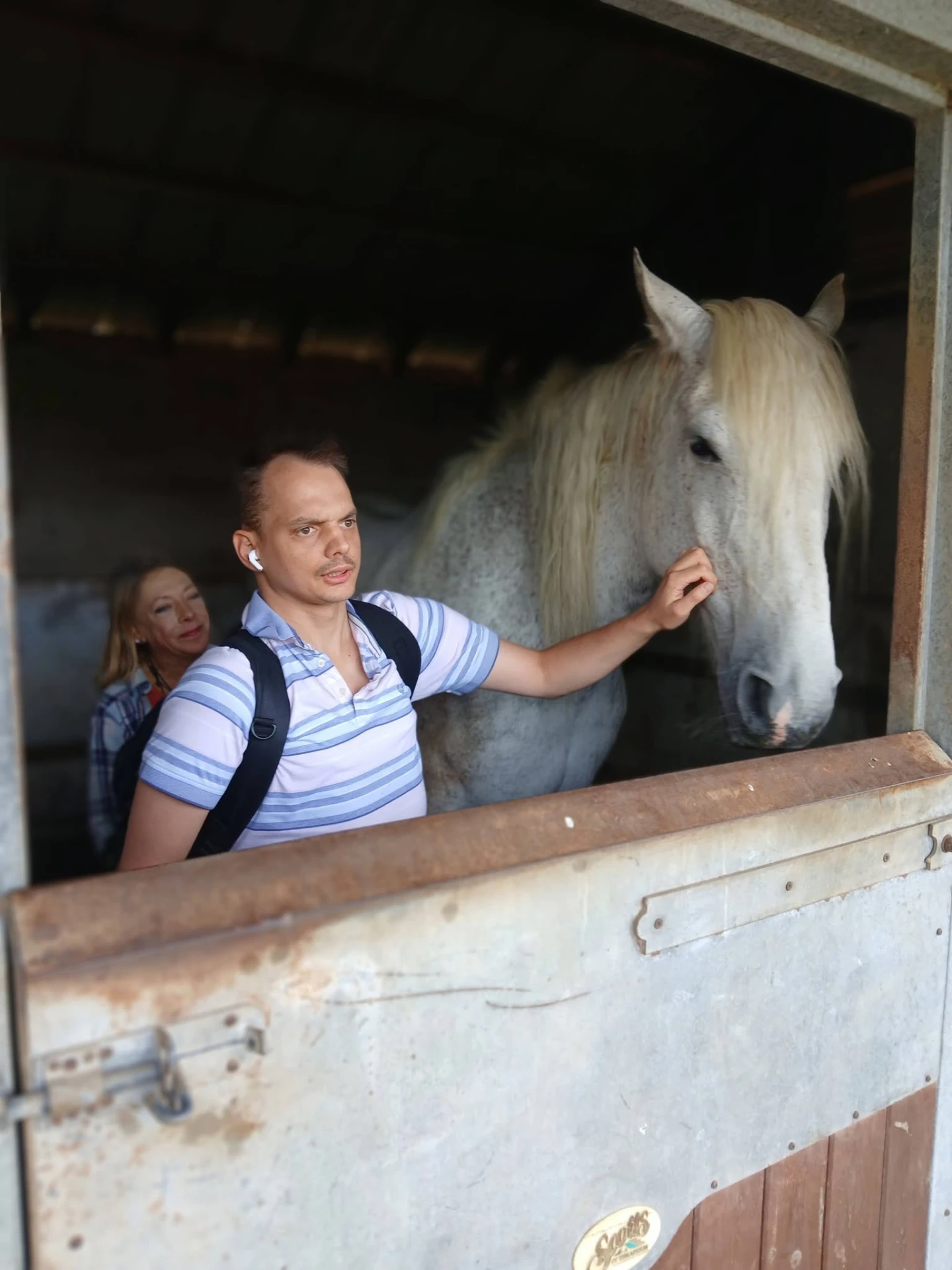 Visitor saying hello to a grey horse in the stable
