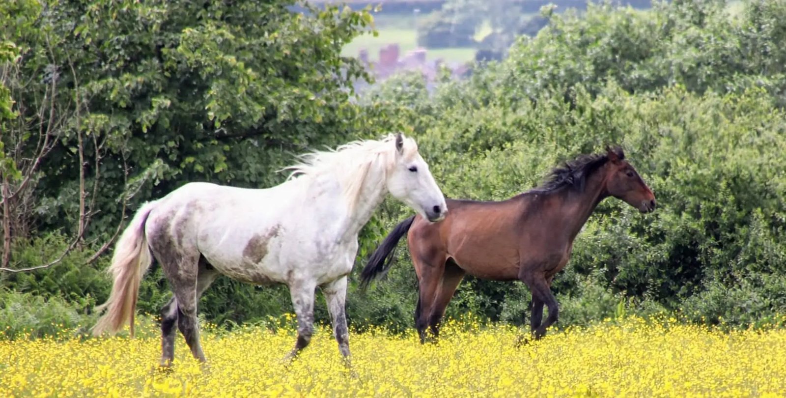 Ulysees & our horses