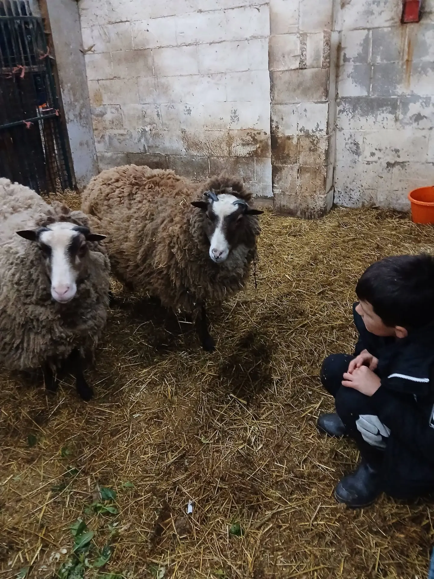 Our sheep
