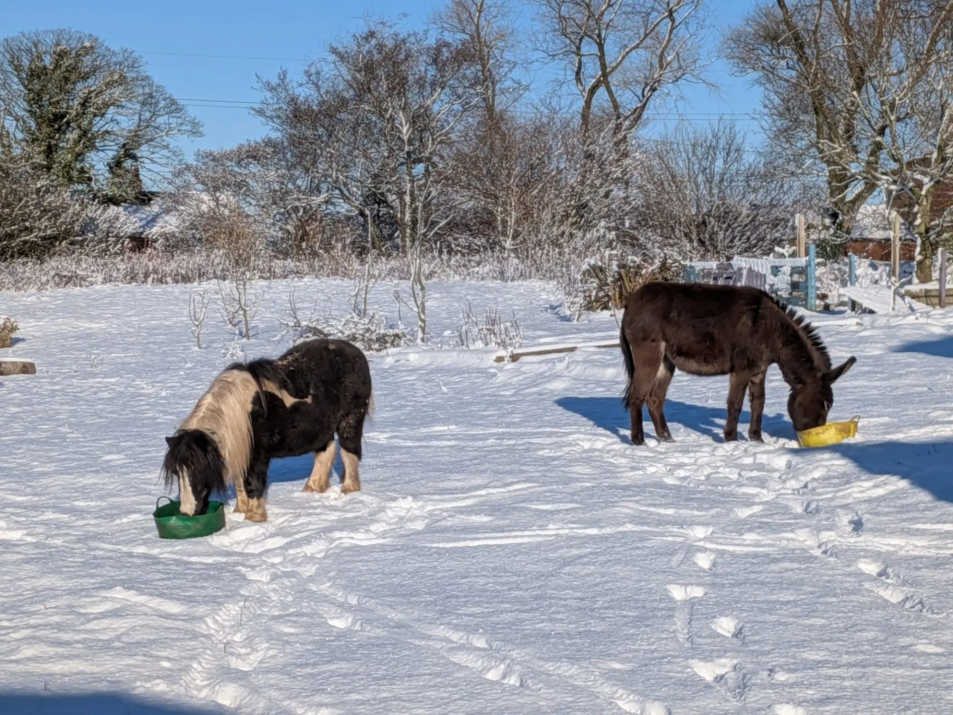 Pony and donkey feeding in the snowy paddock