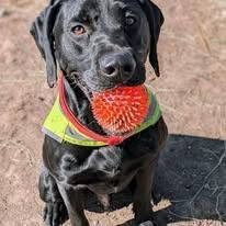 Ziggy the farm dog