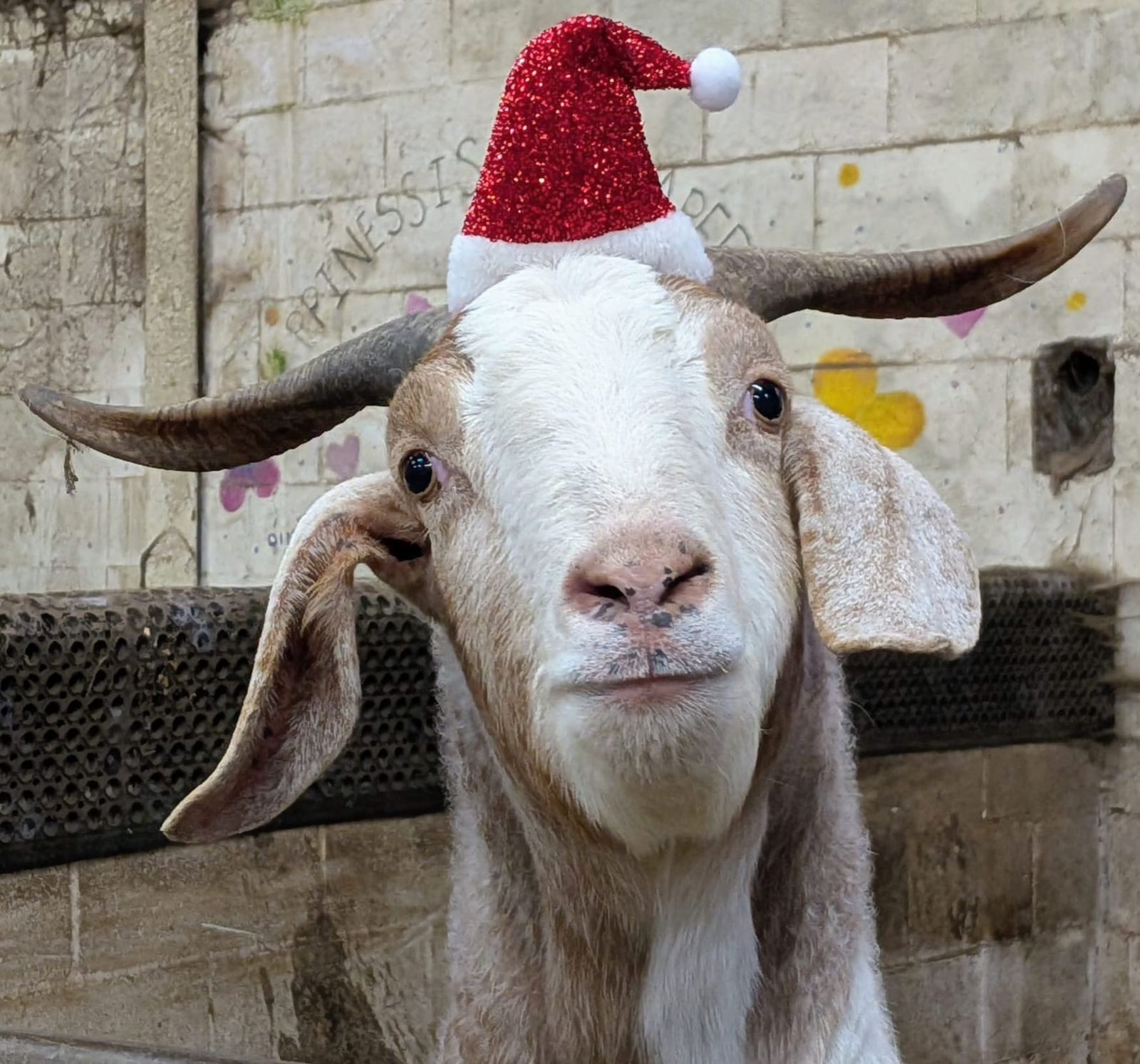 WhatsApp Image 2026-02-17 at 12.37.17 AM